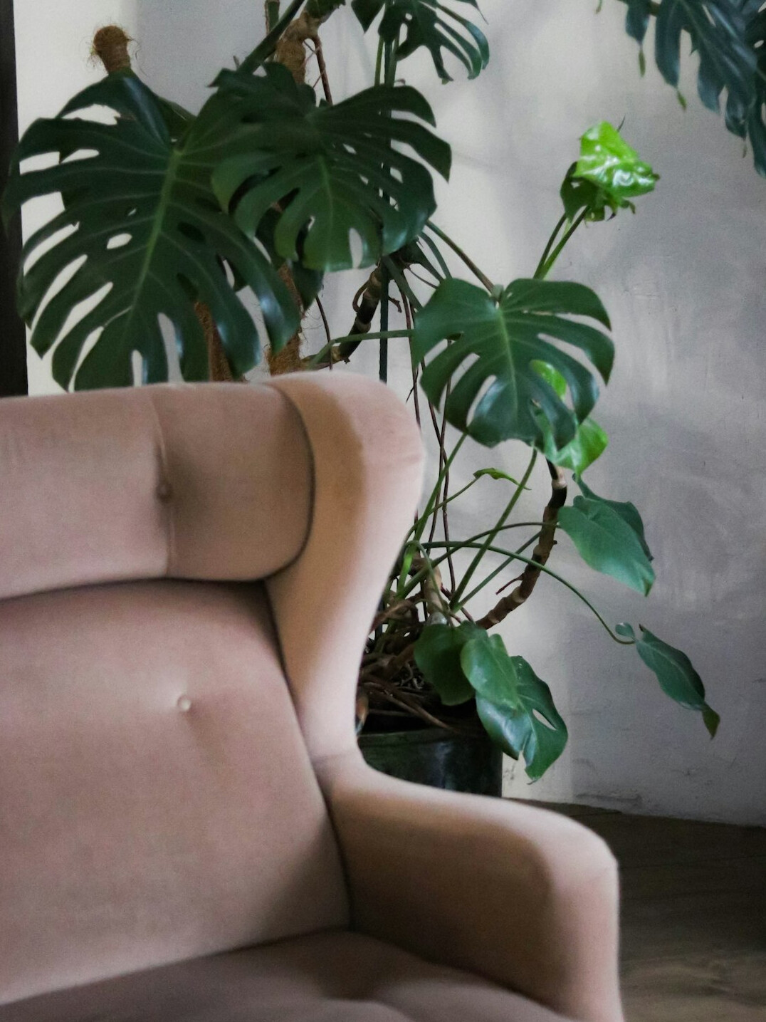 Calm therapy room with armchair and plants